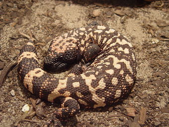 800px-Gila_monster2.JPG