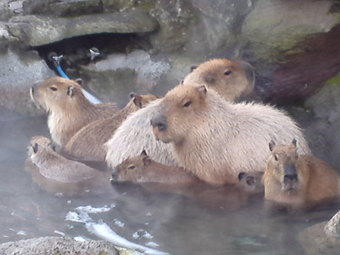 carpincho family izu 2012 Dec.JPG