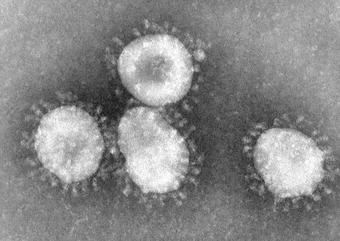 Coronaviruses_004_lores.jpg