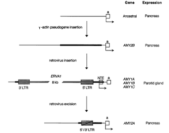 amylase evolution.png