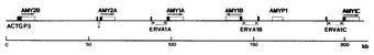 amylase genes.png