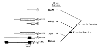 amylase.png