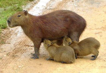 800px-Capibara_2_edit.jpg