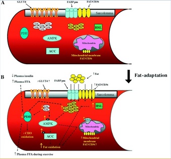 fat-adaptation.jpg