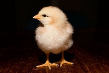 220px-Day_old_chick_black_background.jpg
