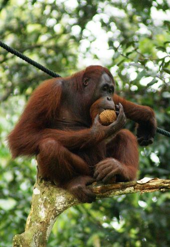 800px-Orang_Utan,_Semenggok_Forest_Reserve,_Sarawak,_Borneo,_Malaysia.JPG
