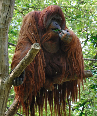 800px-Orangutan_-Zoologischer_Garten_Berlin-8a.jpg